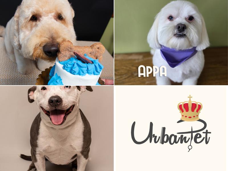 Urban Pet Grooming