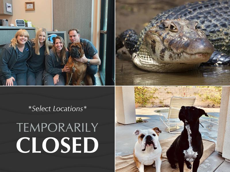 Veterinary Eye Institute Anaheim