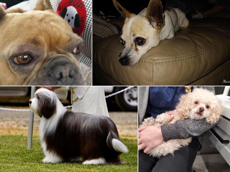 Pinnacle Veterinary Center