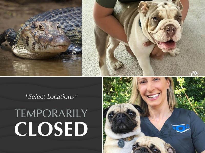 Veterinary Eye Institute Upland