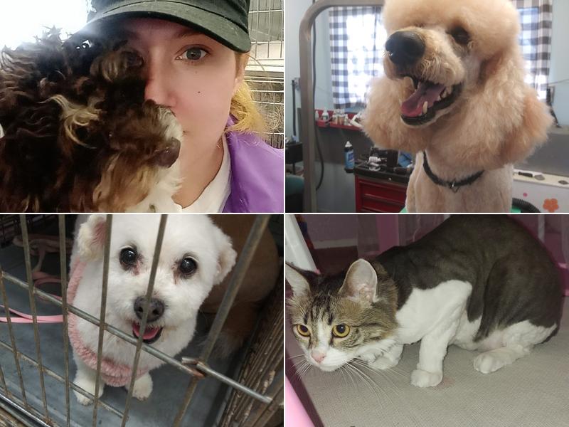 Magic Mirror Pet Grooming