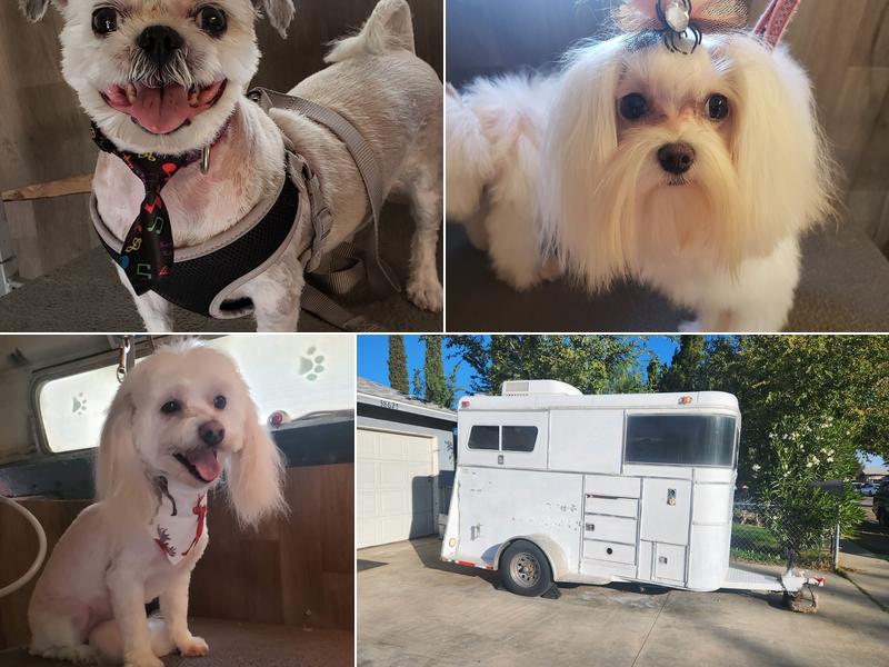 SuePet Mobile Grooming