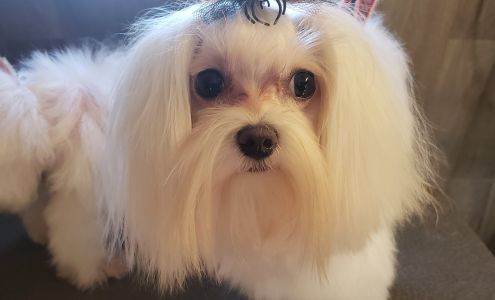 SuePet Mobile Grooming