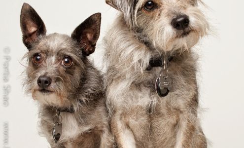 Positive Vista Photography & Art by Portia Shao