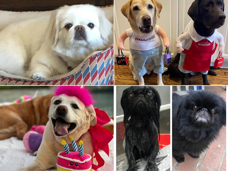 Mobile Veterinary Services, Inc