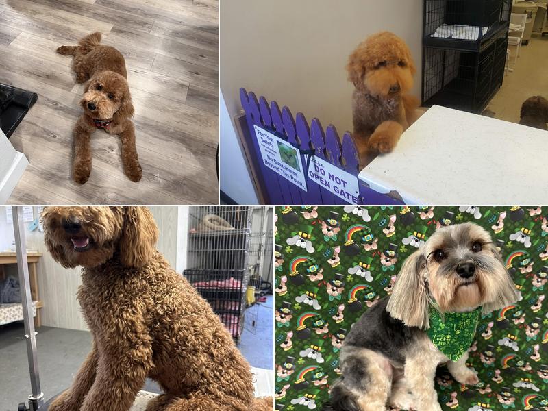 Dog Grooming by Racheal's Rascals