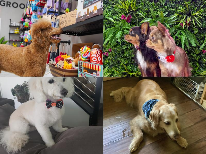 Cosmopawlitan Hotel & Spa