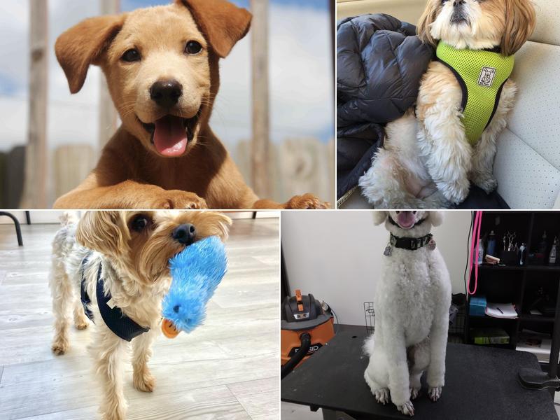 Hound Lounge - Walnut Creek