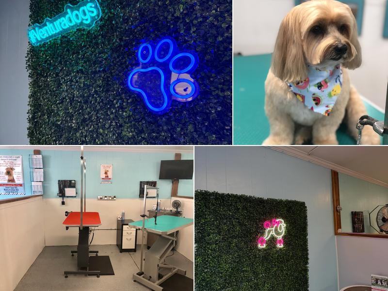 Bark avenue by Veronica