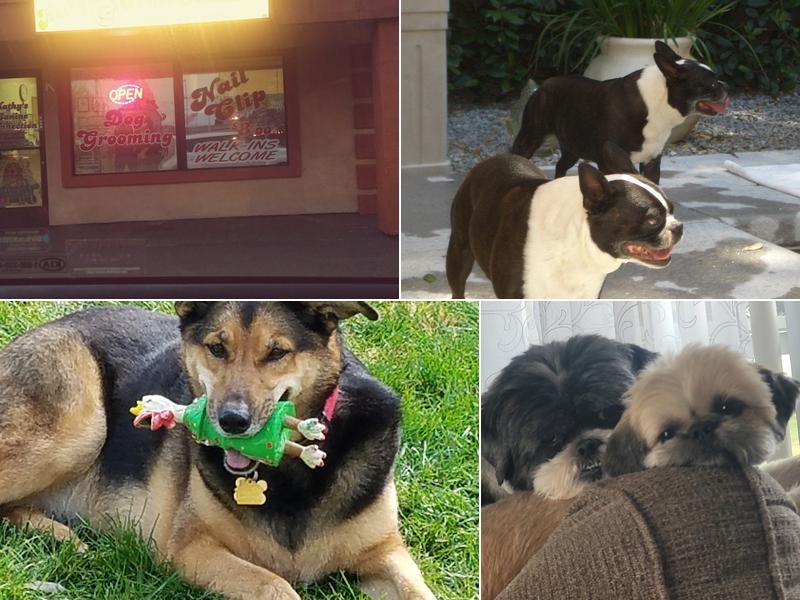 Kathy's Canine Connection