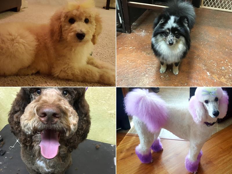 Jessica's Puppy Parlor