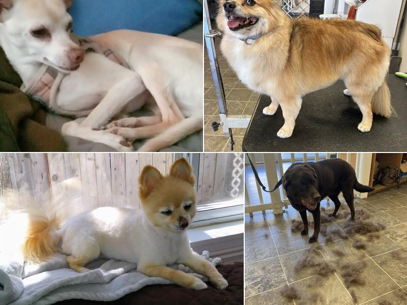 Angel Paws Pet Salon