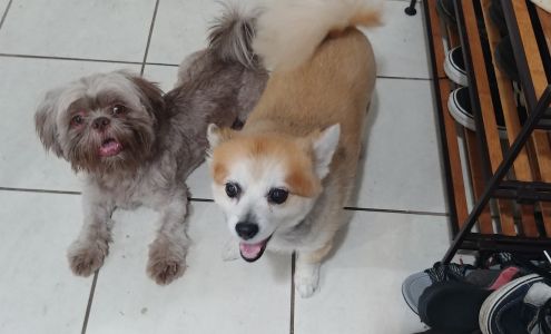 The Pampered Pooch 118 W East Ave ste d, Chico California 95926