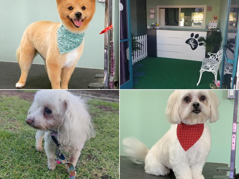 Isela's pet grooming