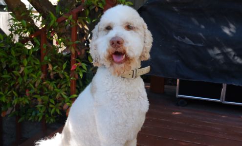 Drummond’s Pet Grooming