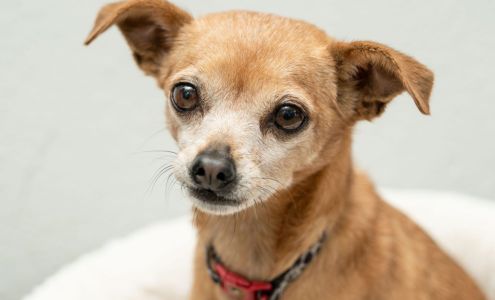 The Pet Adoption Center of Orange County