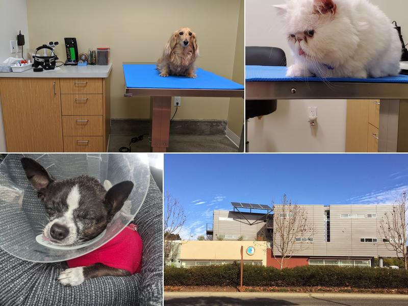 Vision Care For Animals