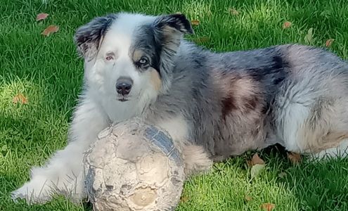 Animal Hospital of Pleasanton 7 California Ave, Pleasanton California 94566