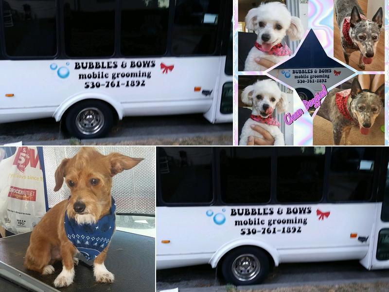 Bubbles & Bows mobile grooming
