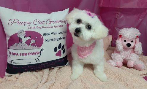 PuppyCut Grooming 5806 Watt Ave # B, North Highlands California 95660