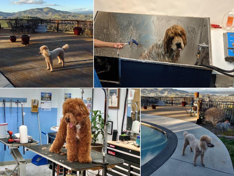 All Aboard Dog Grooming