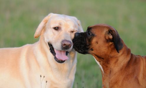 Creekside Pet Boarding