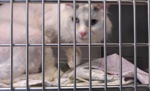 Bangor Humane Society