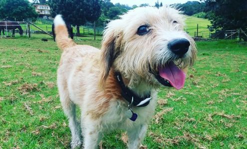 Don't Sweat I Got Your Pet L.L.C. Kula