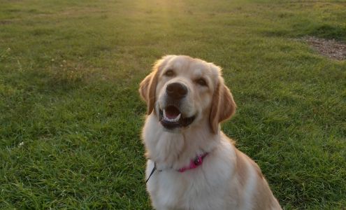 Pawsitive Action Foundation St. Cloud