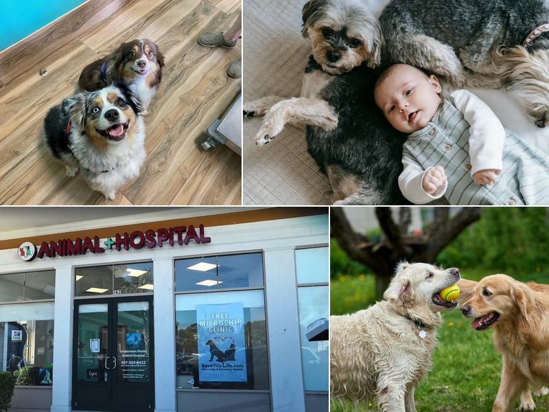 Wintermere Pointe Animal Hospital
