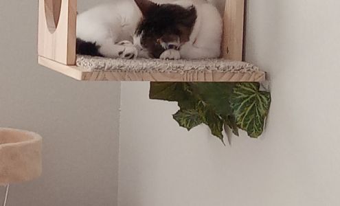Cats Meow Feline House Call 16065 Sandhill Rd, Winter Garden Florida 34787