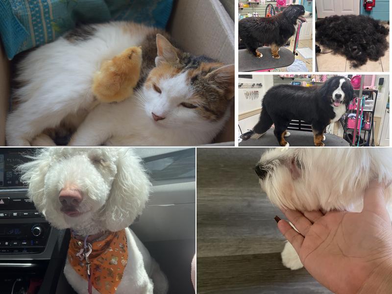 Broadway Pet Grooming Spa LLC