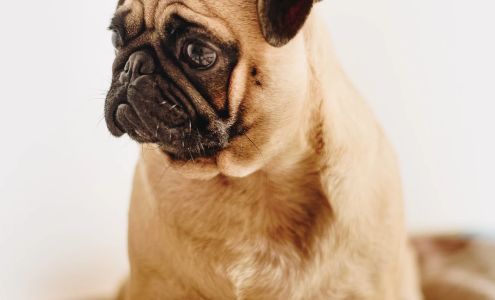 Lasting Memories 4 Pets