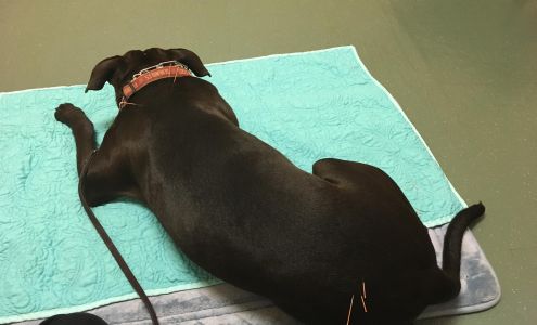 Veterinary Acupuncture Therapy: Demers Joseph DVM 742 Clay St, Winter Park Florida 32789