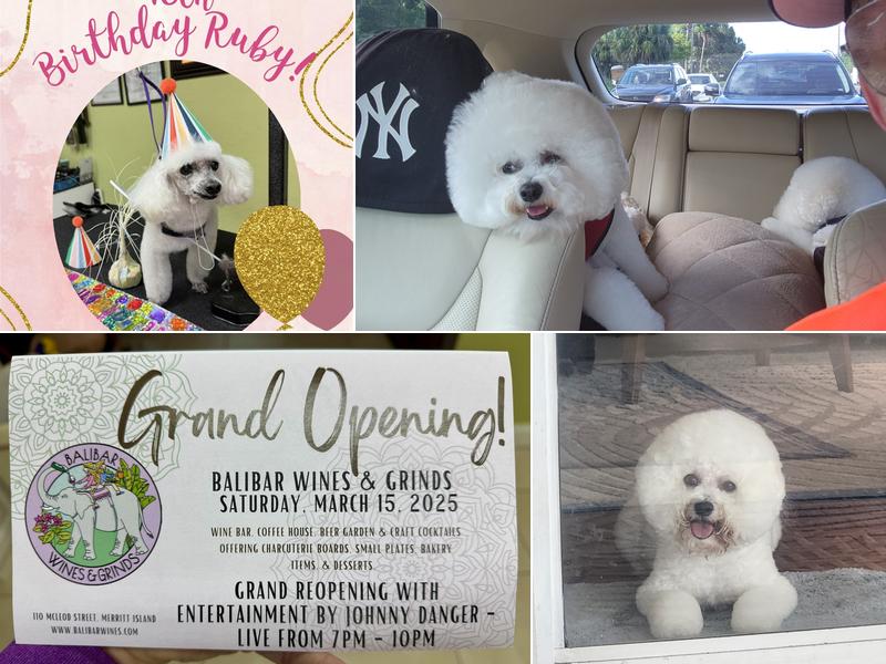 Haute Dawgs Salon & Spa