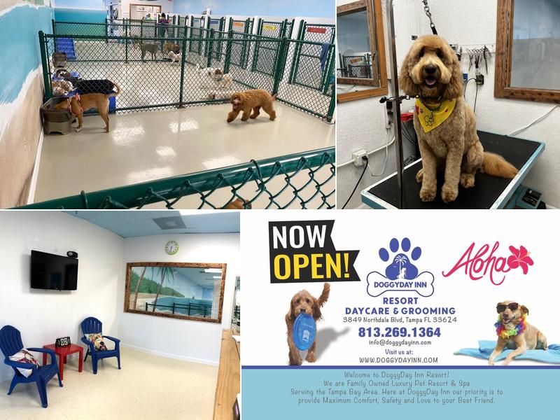 DoggyDay Inn Resort, Daycare & Grooming