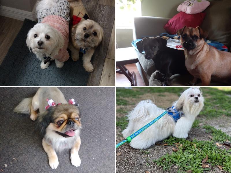 Tailwaggers Pet Spa & Boutique