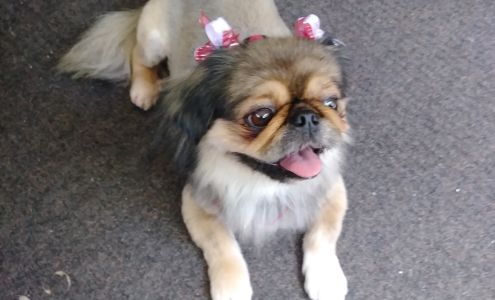 Tailwaggers Pet Spa & Boutique 1421 W Main St, Leesburg Florida 34748