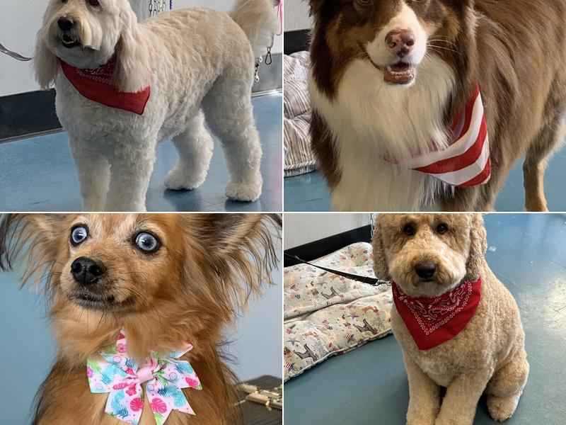 Shearers Grooming Salon