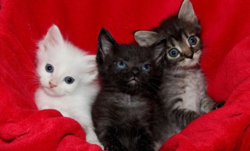 St. Francis Animal Rescue of Venice