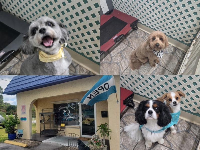 Grooming Tails Of Venice