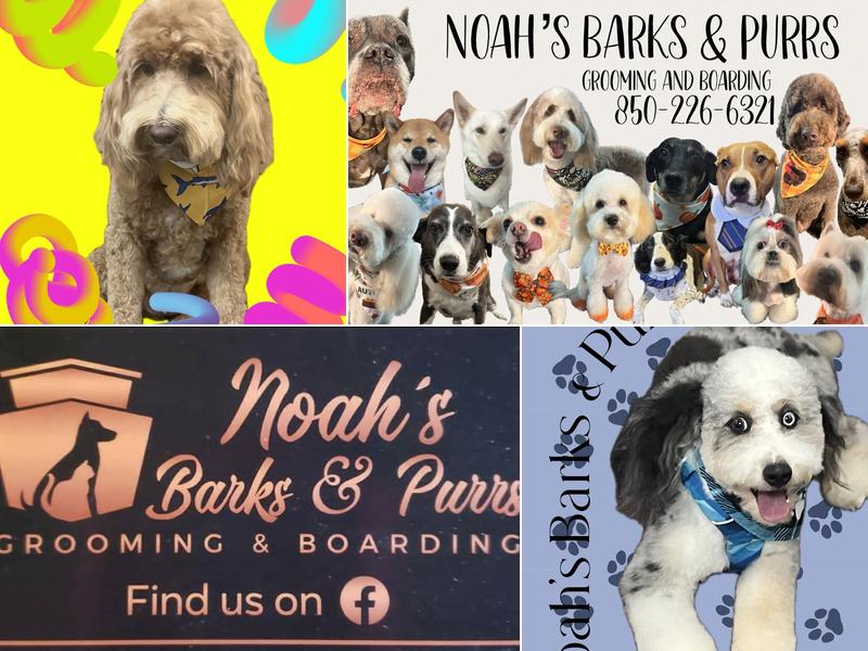 Noah's Barks and Purrs