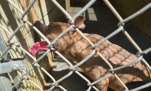 Panhandle Animal Welfare Society