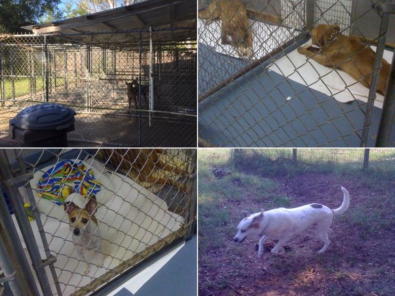 Beltara Kennels AKC REG