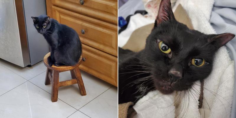 Forest Hill Animal Hospital: Stechschulte T R DVM