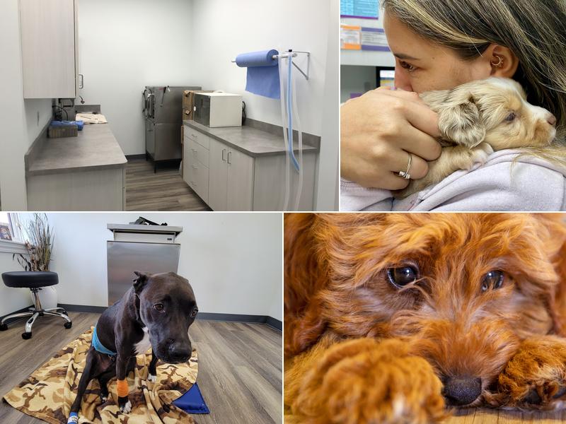 Specialists in Companion Animal Neurology (SCAN) - Clearwater