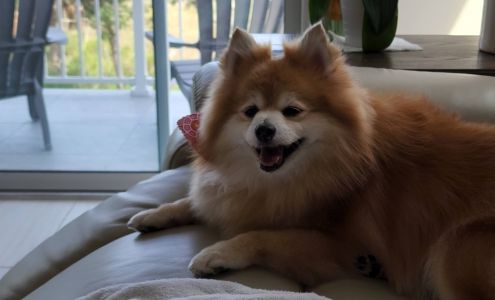 Pampered Pooch Pet Salon 1426 Lime St #1, Fernandina Beach Florida 32034