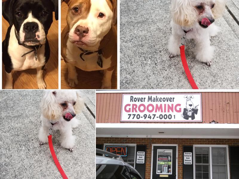 Rover Makeover Grooming