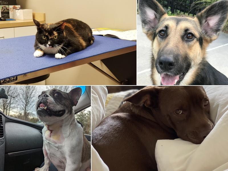 Bush Veterinary Neurology Service (BVNS) - Woodstock