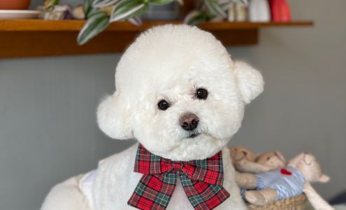 Mong Mong Pet Salon & Spa